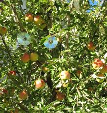 Check spelling or type a new query. 8 Great Tips For Keeping Pests Out Of Your Garden