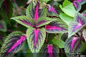 These are all indications that the plant is healthy. Plants Foliage Plants Plant Leaves