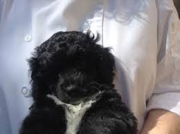 We did not find results for: Havapoo Puppies Ready 4 New Homes For Sale In Coulterville California Classified Americanlisted Com