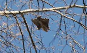 From aardvark to zorse we are building the most comprehensive body of animal knowledge for you, for free. Squirrel Flying D20pfsrd