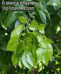 Image result for Cynometra alexandri