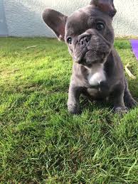 Here are the best rescue and adoption centers to consider. Az Eletem Shawn Mendessel Befejezett Bulldog Puppies French Bulldog Puppies French Bulldog Dog