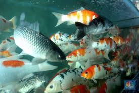 Sebaliknya apabila terlalu besar tentunya juga sayang. Potret Bisnis Ikan Koi Yang Cuan Jutaan Saat Pandemi Covid 19