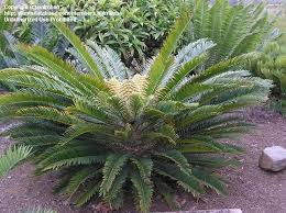 Image result for Encephalartos senticosus