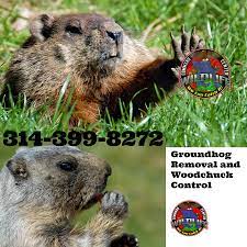 They are usually sold at garden centers or can be found on amazon. Groundhog Problem In St Louis