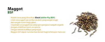 Maggot bsf also has a complete nutritional, protein and amino acids making it widely used by many people as a source of alternative feed fish and poultry. Siklus Hidup Black Soldier Fly Bsf