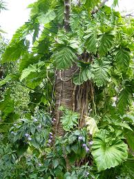 Image result for Philodendron lacerum