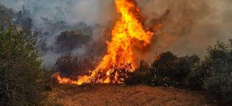Wildfires are common in turkey's mediterranean and aegean regions during the arid summer months, although some previous forest fires have been blamed on arson. Two Suspects Detained As Forest Fire Comes Under Control In Southern Turkey Ahval