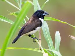 Image result for Oreobambos buchwaldii