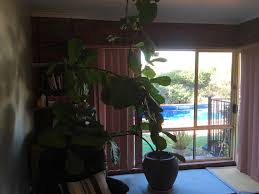 The leaf blotching is classic fig mosaic virus. Fiddle Leaf Fig New Branch Growth Album On Imgur