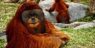 Borås djurpark skickar aldrig ut inlägg om erbjudanden eller tävlingar där vi begär in kontouppgifter. Lo Distriktet I Vastsverige Familjedag Pa Boras Djurpark