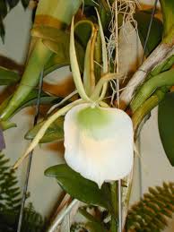 Image result for Angraecum infundibulare