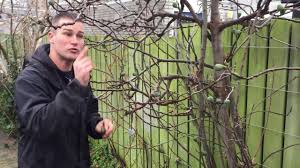 Ivo Legt Uit Wanneer Vrucht Van Vijg Rijp Is Youtube