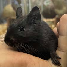 ペットショップJaRep