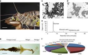 We treat for pests in alexander city, al. An Ancient Family Of Lytic Polysaccharide Monooxygenases With Roles In Arthropod Development And Biomass Digestion Nature Communications