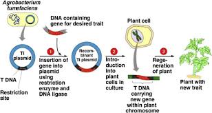 Transgenic organisms have also been developed for commercial purposes. Transgenic Plants Types Benefits Public Concerns And Future Sciencedirect