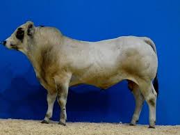 This was the progenitor of the piedmontese vitello della coscia, veal of the thigh. at the start of the 20th century, there were still 680,000 animals, but today that number has. Image Bos Primigenius F Taurus Piemontese Piedmontese Cattle Biolib Cz