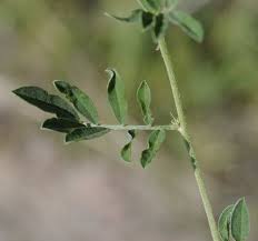 Image result for Indigofera lupatana
