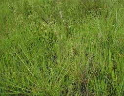 Image result for Aristida congesta