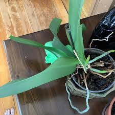 Orchids in my care inexplicably grew to over 80. Sideways Orchid Phal Repotted Pictures Included