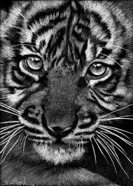 Black And White Baby Tiger Pictures Pin On Scratchboard