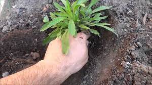 Any weeds that manage to germinate will suffocate under the weight of the mulch. How To Properly Pull Weeds From Your Yard Youtube