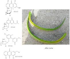 Image result for Aloe canis