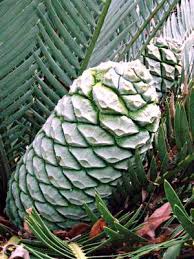 Image result for Encephalartos schmitzii