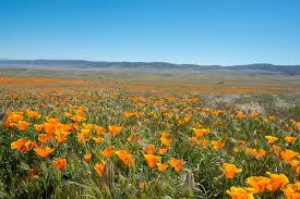 Check spelling or type a new query. United States Lancaster Antelope Valley California Poppy Reserve State Natural Reserve Flower Poppy California Orange Nature Piqsels
