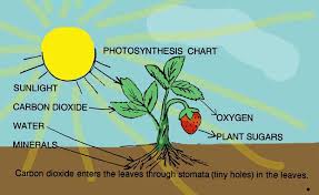 2 2 3 Photosynthesis Biology