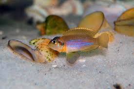 Shell Dwelling Lamprologus Ocellatus Gold Lake Tanganyika Africa Cichlids African Cichlids Aquarium Fish