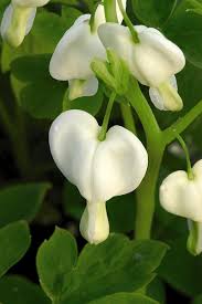 Image result for Dicentra spectabilis alba