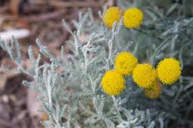 Check spelling or type a new query. Sun Loving Santolina Organic Gardener Magazine Australia