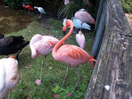 Flamingos At Brevard Zoo Melbourne Florida Brevard Zoo Zoo Brevard