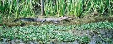 Cameron Parish School District