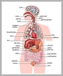 ✓ free for commercial use ✓ high quality images. Picture Of Human Body And Internal Organs Graph Diagram