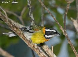 Birds Of The Bahamas Photos Stripe Headed Tanager Found In The Bahamas The Cayman Islands Cuba And The Turks And Caicos Islands It Is A R Pet Birds Wild Animals Pictures Animals Wild