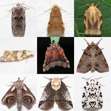 Image result for Tragia lasiophylla