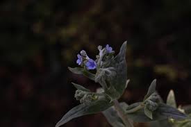 Image result for Cynoglossum coeruleum