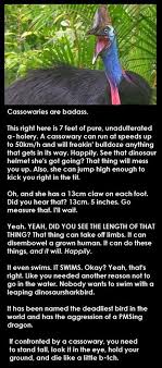 Cassowaries Age Badass Roligt Djur Rodd
