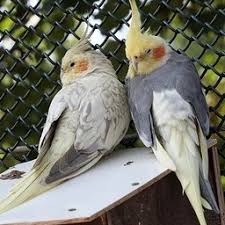 cockatiel genetics cockatiels as pets