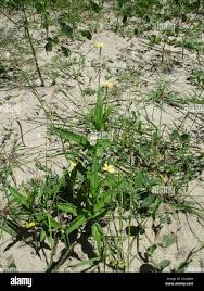 Image result for Tricliceras lobatum