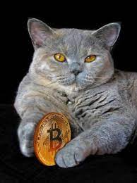 Bitcoin And Pedigree Cat Photo Of A Bitcoin Being Held By Pedigree Cat Paw Idea Sponsored Photo Bitcoin Held Bitcoin Pedigree Cats Cat Stock Cats