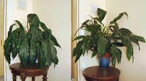 Watering House Plants Guide Peace Lily Plant Peace Lily Plant Care Peace Lily