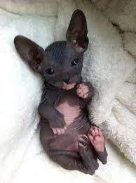 Pin By Julie Merkova On Animals Domestic Cats Baby Animals Hairless Cat Cute Baby Animals