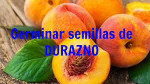 Germinar Semilla De Durazno Rapido Facil Y 100 Efectivo Como Plantar Semillas Germinados Semillas De Limon