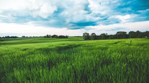 Wallpaper pastel look wallpaper cute patterns wallpaper angel wallpaper iphone background wallpaper butterfly wallpaper aesthetic pastel wallpaper aesthetic wallpapers hipster wallpaper. Green Wheat Field Rain Clouds Sky Ps4 Wallpaper Ps4wallpapers Com