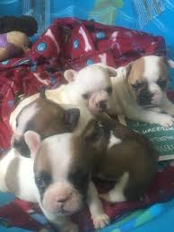 2 horses, a goat, 3 cats, chickens, and a parrot. Legendary French Bulldogs Pomeranians Home