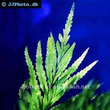 Image result for Bolbitis