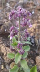 Image result for Blumea